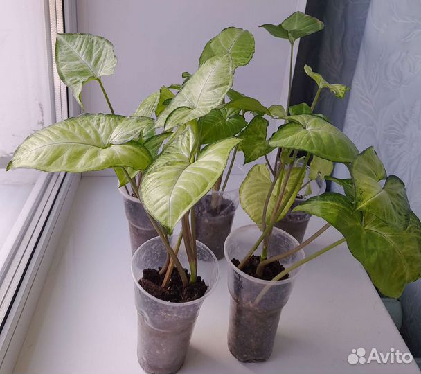 Комнатные растения цветы