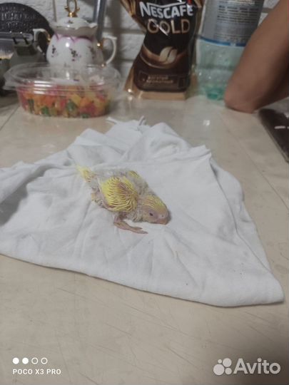 Птенцы волнистых попугаев