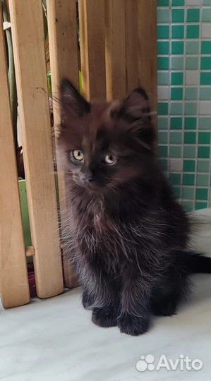 Малышка девочка ищет самую лучшую семью