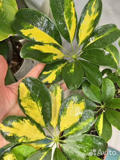 Комнатные цветы-шефлера