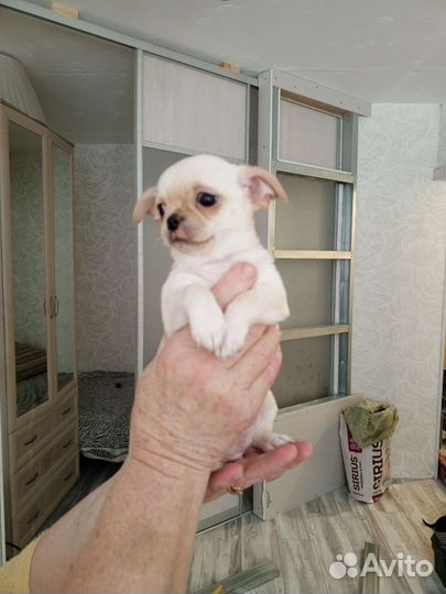 Щенки чихуахуа