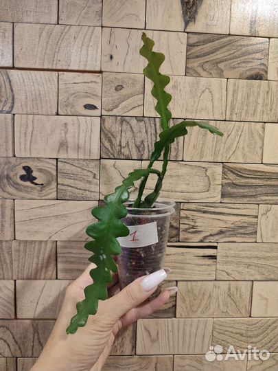 Эпифиллум ангулигер