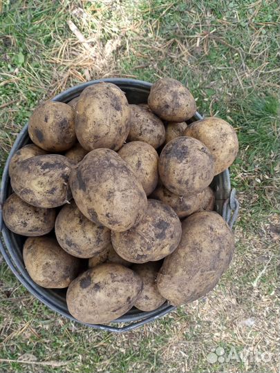 Продам картофель домашний