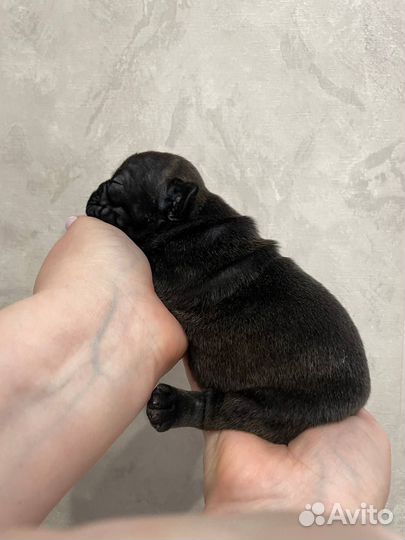 Щенок французского бульдога мальчик