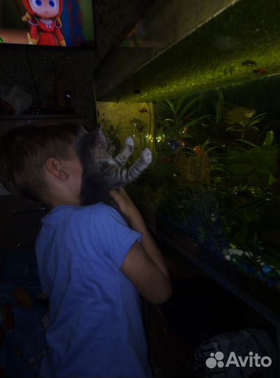 Отдам котёнка в добрые руки