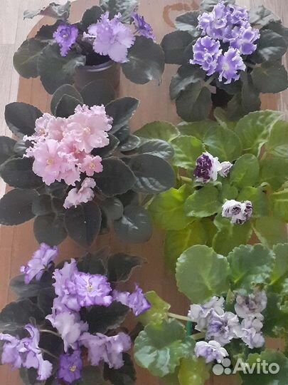 Сортовые фиалки