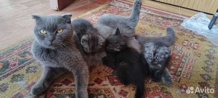 Шотландские