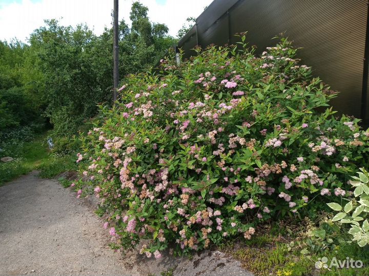 Шикарный куст спиреи