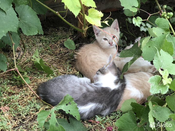 Самостоятельные котята