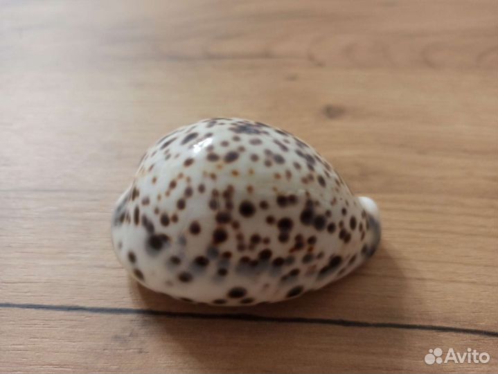 Морская раковина