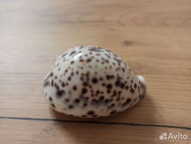 Морская раковина