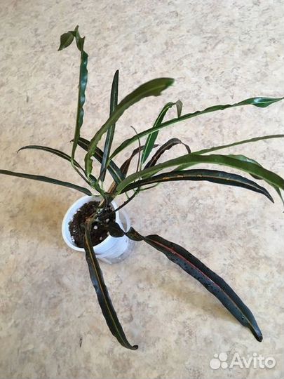 Полисциас, Кодиеум (кротон), крассула (толстянка)