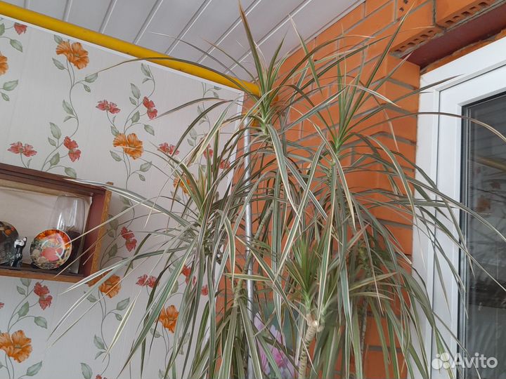 Комнатные цветы