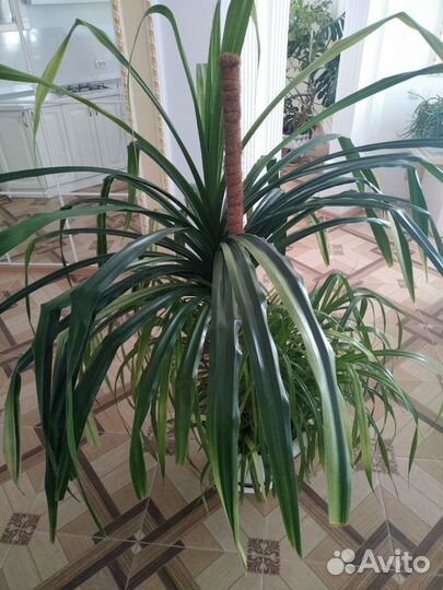 Комнатное растение Панданус