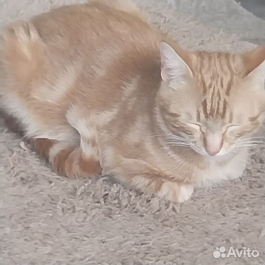 Коты бесплатно