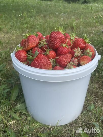 Клубника / Виктория. 5 литров