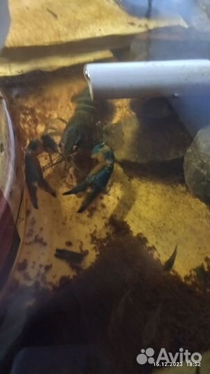 Австралийский рак