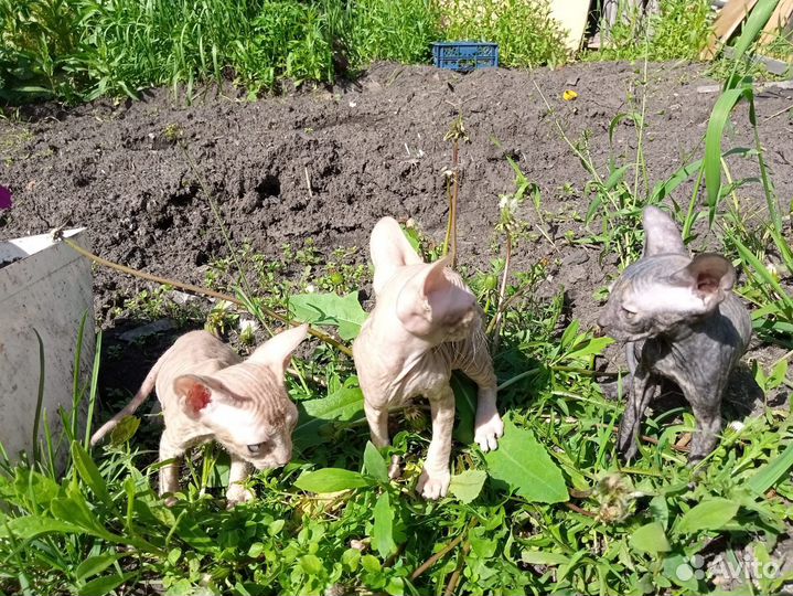 Котята сфинксы
