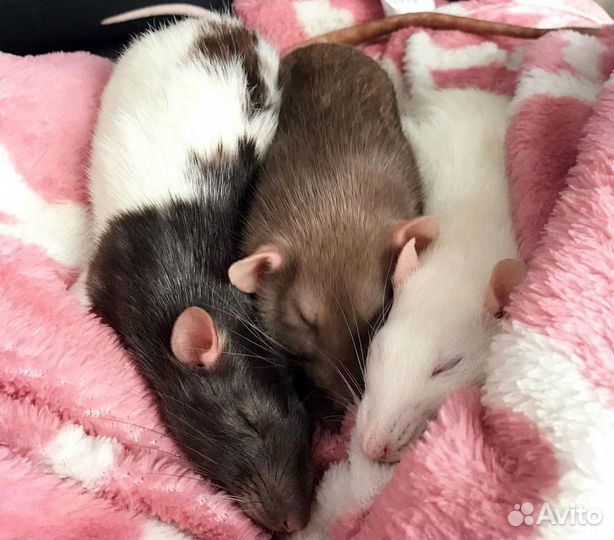 Передержка животных