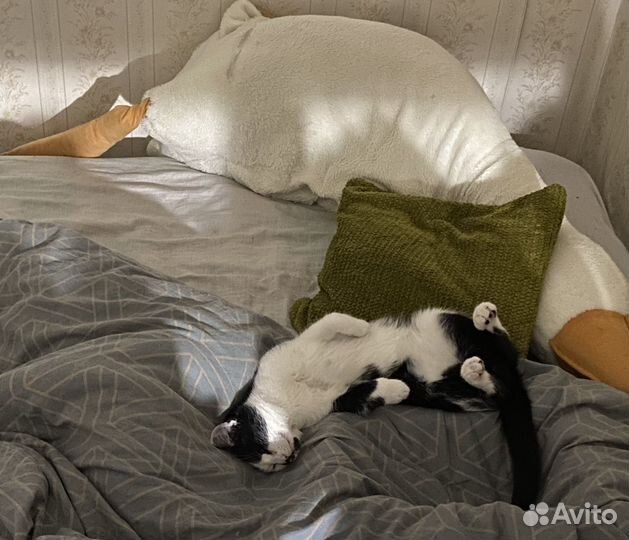 Кот в добрые руки