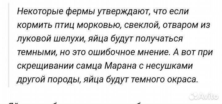 Петухи породы маран