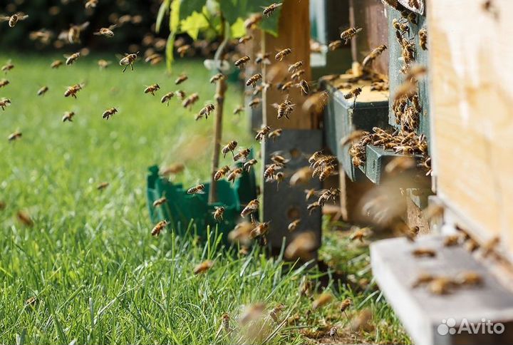 2024 Мед натуральный из Алтая опт