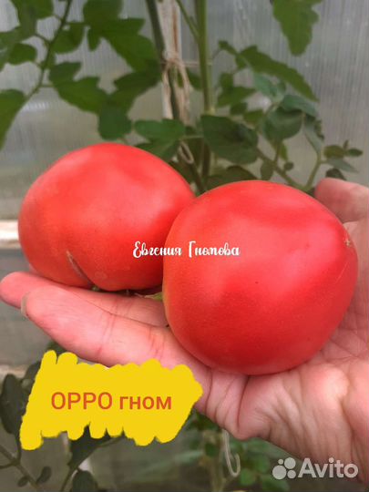 Семена томатов Гномы