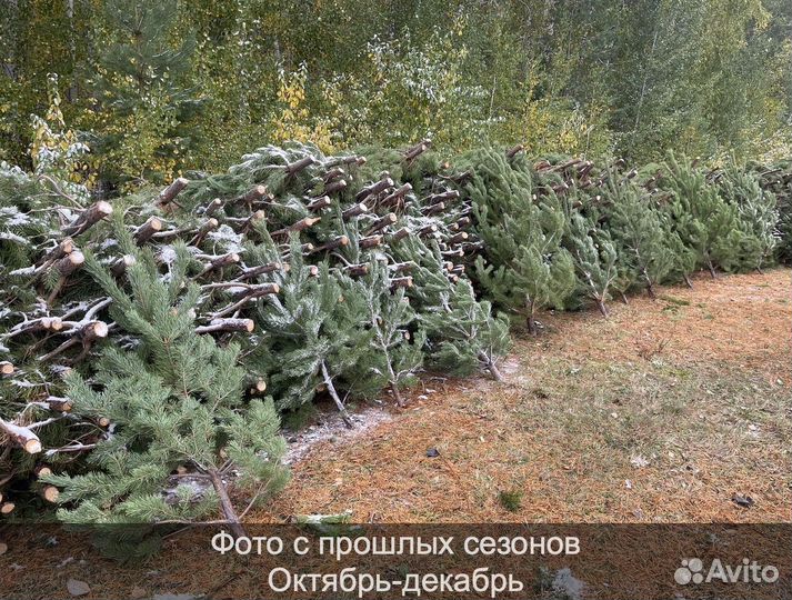 Сосна сентябрьская новогодняя опт
