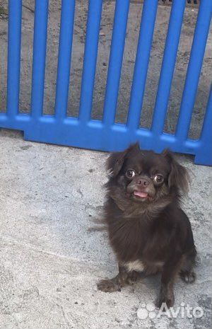 Чихуахуа шоколадики щенки