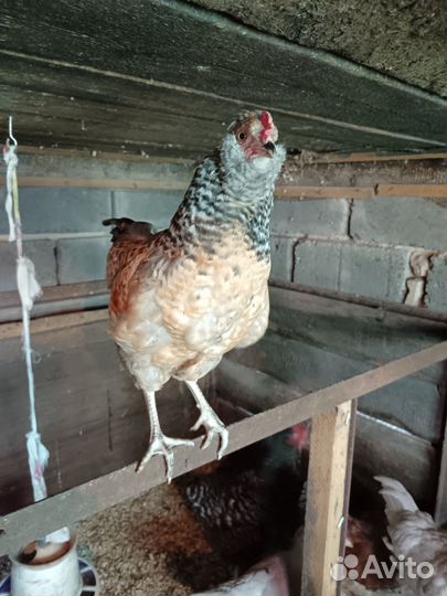 Молодые петушки