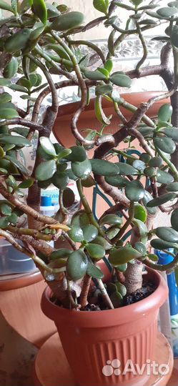 Продам цветы комнатные