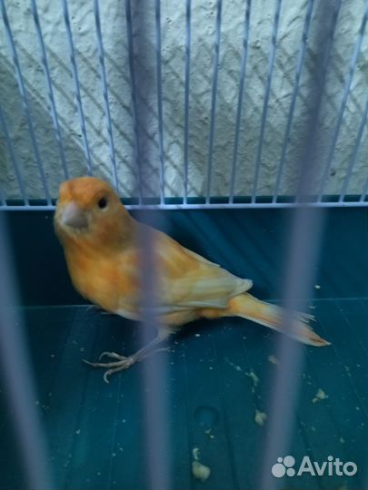 Кенара самцы