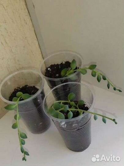 Крестовник геррейна