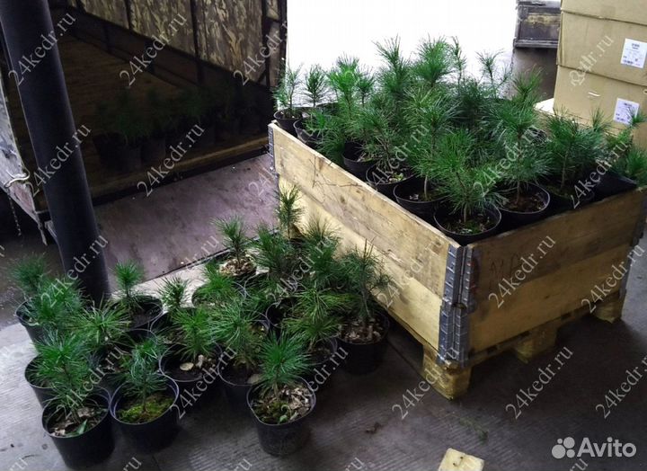 Саженцы сибирского кедра