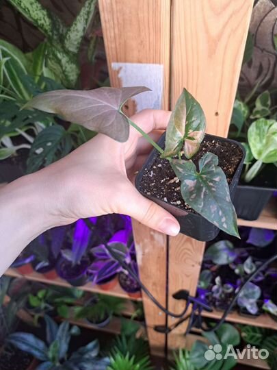 Сингониум ред спот