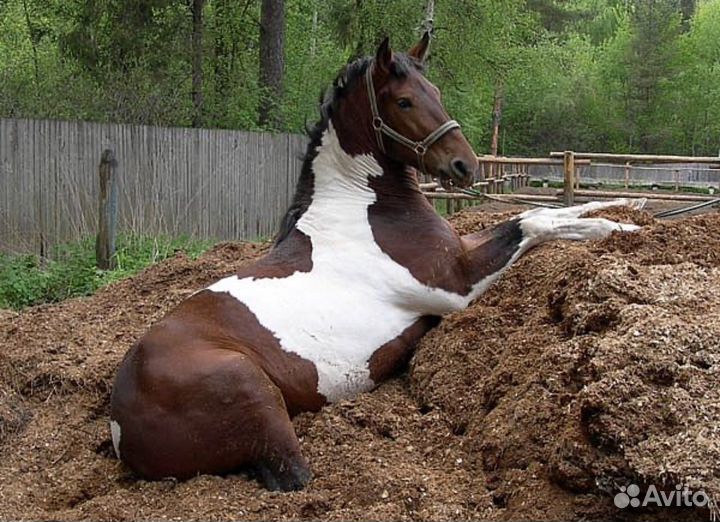 Конский навоз бесплатно