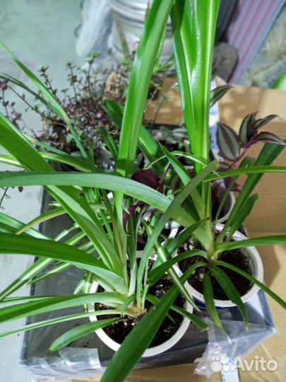 Комнатные растения