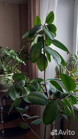 Комнатные цветы