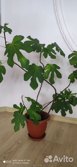 Саженцы инжира