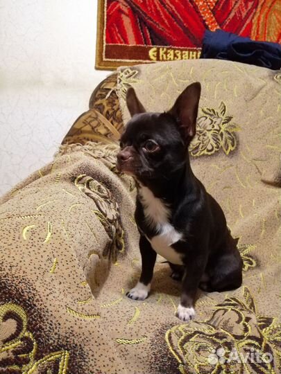 Вязка кобели чихуахуа