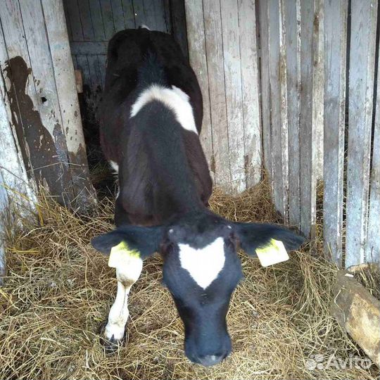 Продажа бычков телок