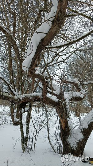 Коряги для интерьера