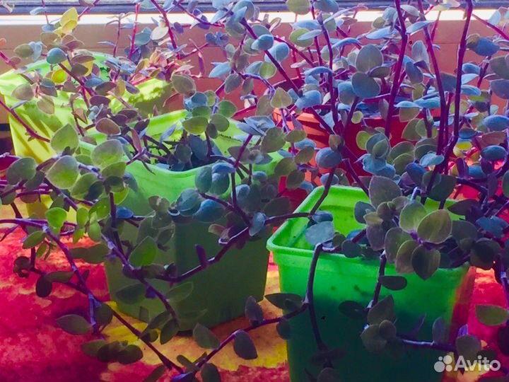 Каллизия позучая