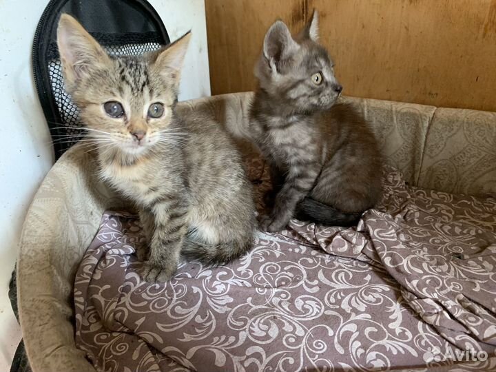 Британские котята бесплатно