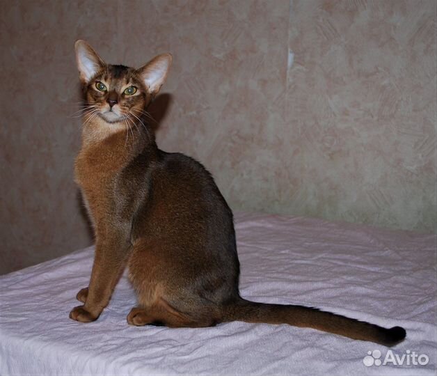 Абиссинский кот