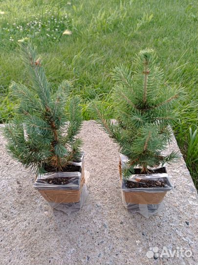 Ель голубая. зкс. 15-25 см. Четвёртое лето