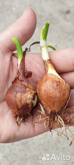 Лук севок на зелень
