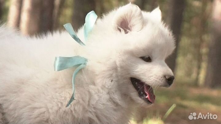 Щенки Самоеда