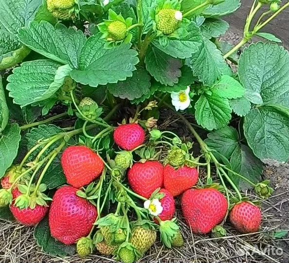 Лучшая клубника