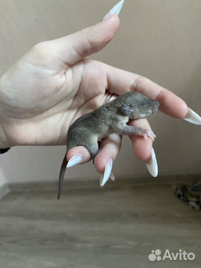 Декоративные крыски дамбо